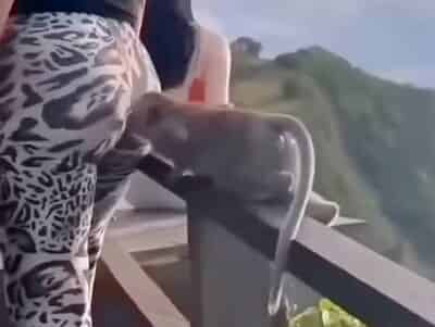 【衝撃映像】人